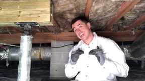 Structural Repair in Crawl Spaces - Big Picture - BAY Crawl Space & Foundation Repair