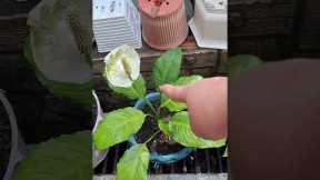 Simple landscape design of my garden/Planting vegetables