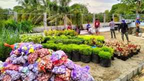 Wow grabe yong transformation garden makeover landscaping design #junielandscape #beforeandafter