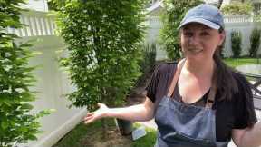 🌲 Small Garden Design and Construction - Project Update - Planting Yews 🌲