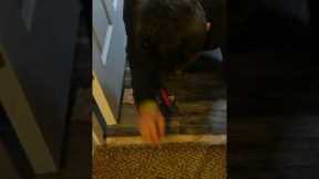 Installing A Transition From LVP To Carpet - Tuck & Roll Method (NO TACK STRIP)