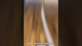 Buff and Coat 101: Refresh YOUR Hardwood Floors Today!