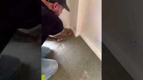 HOW TO REMOVE Old Carpet Like a pro #diy #howto #shorts #carpet