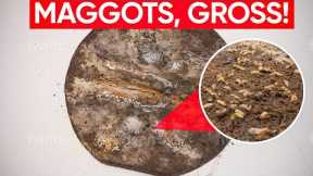 OH NO !!! Not Another MAGGOT INFESTED Rug !!!
