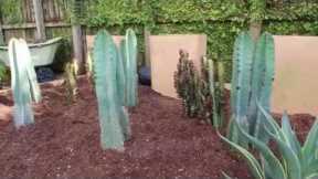 Desert Escape Garden Design Tips