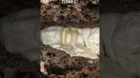 Foundation Repair in Simple Terms- Polylevel #shorts