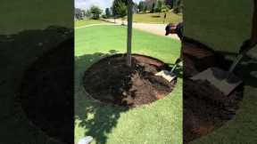Is this the perfect DIY tree ring edging hack?