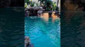 This tropical lagoon was designed to mimic an old Florida swimming hole. #insanepools #lucaslagoons