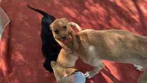 All These Dogs Had Terrible Lives Before!  And Look at them Now - Takis Shelter