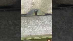 Roof Leaks Fixed Fast—Don’t Wait