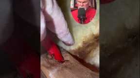Real Plumber Reacts Pex Leak water line repair  #plumbingtips  #plumbing #rogerwakefield #reaction